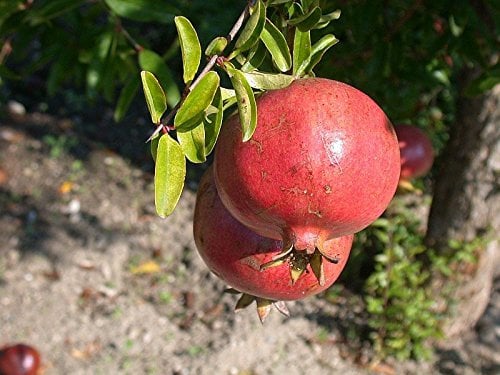 Melograno 1 PIANTA Produce Frutti GROSSI
