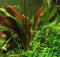 Dennerle-Plants Echinodorus ´Red Chamäleon´