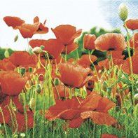 Unbekannt Servietten 20 St. 33x33cm Lunch. Field of Poppies, Mohnblumen