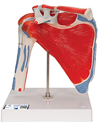 3B Scientific A880 Schultergelenk mit Rotatormanschette, 5-teilig + gratis Anatomie-Software - 3B Smart Anatomy