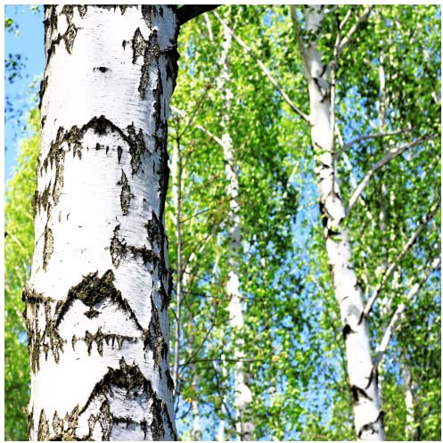 1 Silver Birch Tree 4ft Tall in 2L Pot, Stunning Winter Colour, Betula Pendula Plants 3fatpigs®