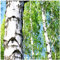 1 Silver Birch Tree 4ft Tall in 2L Pot, Stunning Winter Colour, Betula Pendula Plants 3fatpigs®