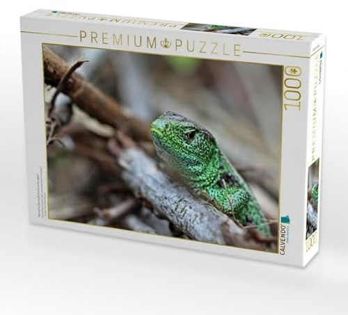 CALVENDO Puzzle Männliche Zauneidechse (Lacerta agilis) | 1000 Teile Lege-Größe 64 x 48 cm Foto-Puzzle für glückliche Stunden