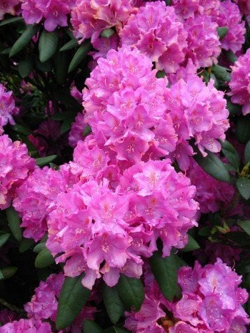 Alpenrose Rhododendron Roseum Elegans 50-60 cm hoch im 7,5 Liter Pflanzcontainer