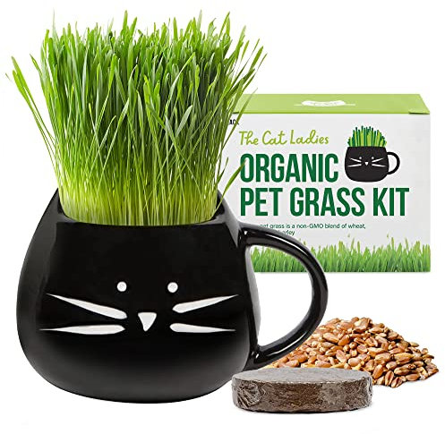The Cat Ladies Erba per Gatti da Interno - Kit di Coltivazione - con Semi Terriccio e Fioriera a Forma di Tazza - Snack Naturale per Gatti - Aiuta la Digestione Contro Boli di Pelo