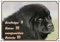 Petsigns Hundewarnschild - Neufundländer - BRIEFTRÄGER II, Katzen III, DIN A3