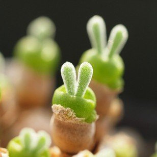 50 pcs Blumen grün E© gume Pflanze limbe apricot Samen Häschen Brigitte wird Samenkorn