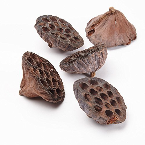 20 Dried Natural Lotus Seed Pod Heads 8 - 12cm