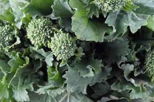 Rapini Broccoli Raab Seeds, Early Fall Italian Rabe Leaf Vegetable, 100c