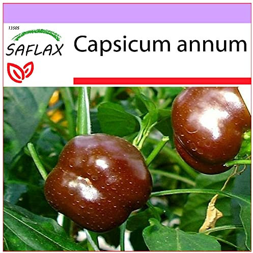 SAFLAX - Paprika - Sweet Chocolate x - 10 Samen - Capsicum annum