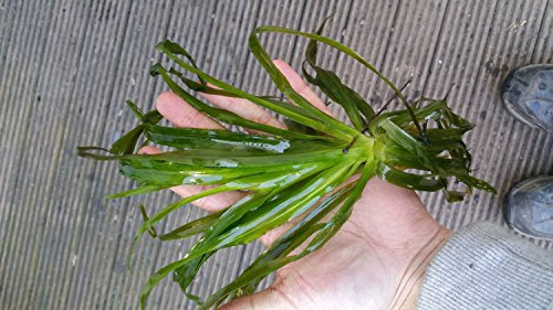 Mühlan Aquatic Plants 5 water soldier, Stratiotes aloides, garden pond, frost-hardy