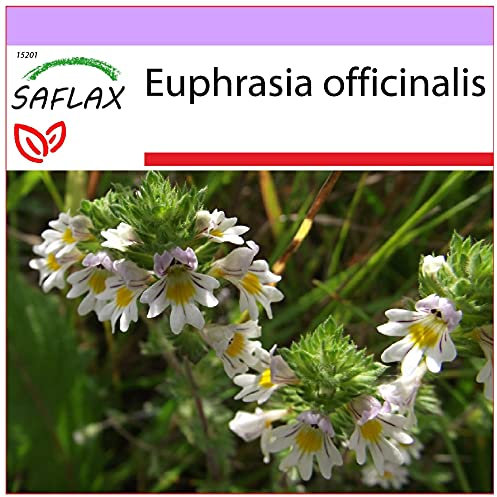 SAFLAX - Heilpflanzen - Augentrost - 200 Samen - Euphrasia officinalis