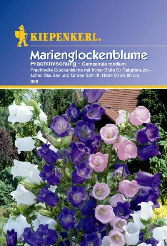 Campanula medium Marienglockenblume Prachtmischung