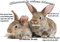 Merchandise for Fans Blechschild/Warnschild/Fun Türschild - Willkommen in Meinem Zuhause - Motiv: Kaninchen Zwei Tiere nebeneinander - 03