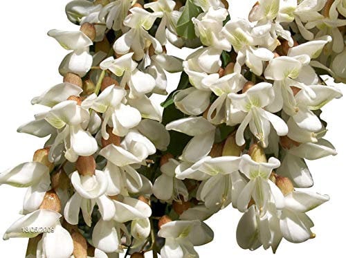 Robinie (Robinia pseudoacacia) 500 Samen (Winterhart) Auch Bonsai geeignet<