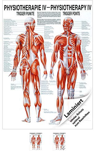 Sport-Tec Triggerpunkte Mini-Poster Anatomie 34x24 cm medizinische Lehrmittel