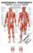 Sport-Tec Triggerpunkte Mini-Poster Anatomie 34x24 cm medizinische Lehrmittel