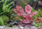 120 Wasserpflanzen, 2 Lotus, 10 Schwimmpflanzen