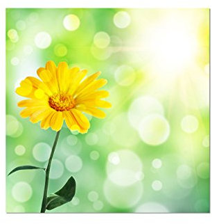 Augenblicke Wandbilder 80x80cm - Fotodruck auf Leinwand und Rahmen Blume Frühling gelb abstrakt - Leinwandbild auf Keilrahmen modern stilvoll - Bilder und Dekoration