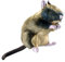 HUNTER WILDLIFE RAT Hundespielzeug, naturgetreu, Plüschspielzeug, Ratte, M