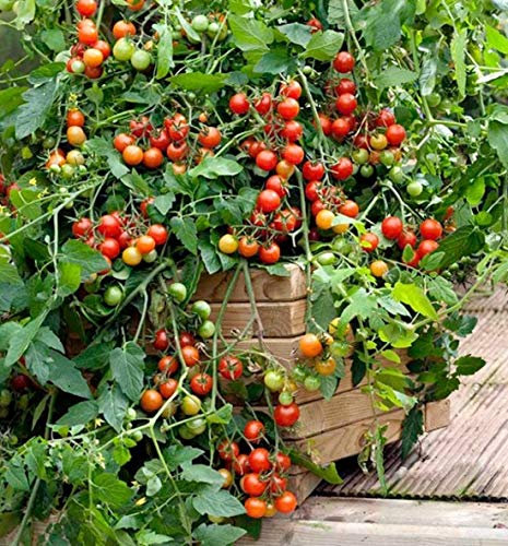 PREMIER SEEDS DIRECT Tomato Cherry - LIZZANO F1-10 Seeds - Late Blight Tolerant