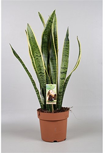 Blumen-Senf 3 STÜCK Sansevieria trifasciata Laurentii 60-65 cm/Bogenhanf/bessere Raumluft