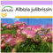 SAFLAX - Albero della seta - 50 semi - Albizia julibrissin