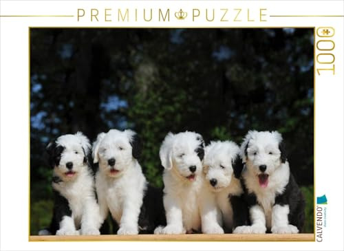 CALVENDO Puzzle Bobtail | 1000 Teile Lege-Größe 64 x 48 cm Foto-Puzzle für glückliche Stunden