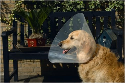 Beeztees 796005 Hundekragen aus Plastik, 44-50 x 25 cm