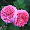 ADB Inc Erbstück rosa Damast-Rose Bush Blumensamen