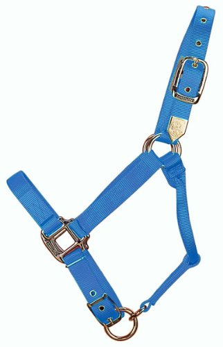 Hamilton 2,5 cm Nylon verstellbares hochwertiges Pferde-Halfter mit verstellbarem Kinn, Jahresgröße