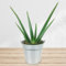 Aloe Vera Pflanze inklusive Übertopf und Grußkarte # Pflanze # Zimmerpflanze # Büropflanze