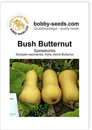 Bush Butternut Kürbissamen von Bobby-Seeds, Portion