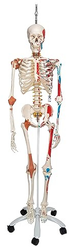 3B Scientific® Menschliches Schädelmodell – Klassisches 3-teiliges lebensgroßes Schädelmodell mit Magnetverbindungen, abnehmbarem Schädeldach & Unterkiefer, + Smart Anatomy App (5 Jahre Garantie)