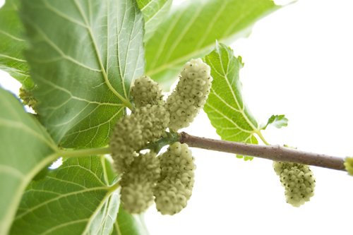 Seedeo Weißer Maulbeerbaum (Morus alba) 200 Samen