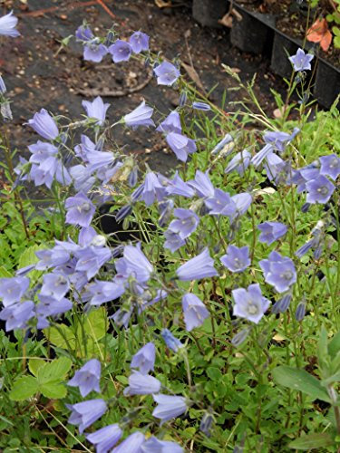 Campanula cochleariifolia Bavaria Blue - Zwerg-Glockenblume, 6 Pflanzen im 5/6 cm Topf