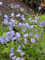 Campanula cochleariifolia Bavaria Blue - Zwerg-Glockenblume, 6 Pflanzen im 5/6 cm Topf