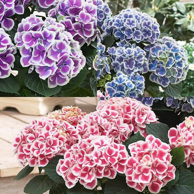 Hortensia, brillante Bi-color de la mezcla Semillas - Treasuresbylee - 50