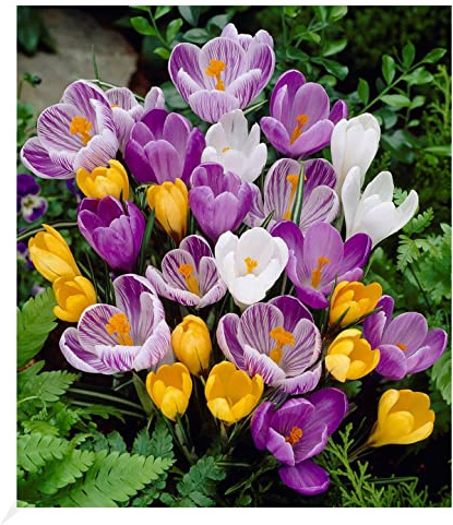 BALDUR Garten 60er Großblumiger Krokus-Mix, Zwiebeln in Größe 7-8 cm | Crocus vernus, Blumenzwiebeln, winterhart, pflegeleicht, blühend, Frühblüher, großblumig, bunte Mischung leuchtender Farben