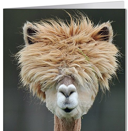 Grußkarte GEO von modern times +++ WOLLIGES NEUWELTKAMEL +++ BK-EDITION GEO © JOENSSON, Kerstin/picturealliance