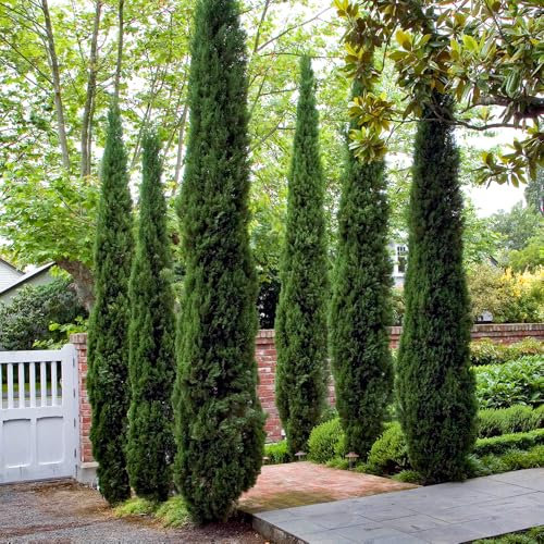 YouGarden Pair of Italian Cypress Trees 60-80cm Tall Ornamental Plants in 14cm Pots, Mediterranean Trees for UK Garden in Pots, Garden Ready Plants for Outdoors
