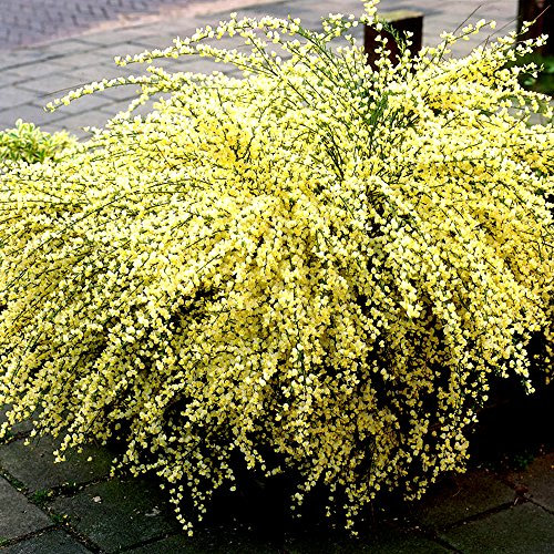 CYTISUS PRAECOX Warminster Broom DECIDUOUS Shrub Hardy Garden Plant in Pot