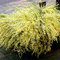 CYTISUS PRAECOX Warminster Broom DECIDUOUS Shrub Hardy Garden Plant in Pot