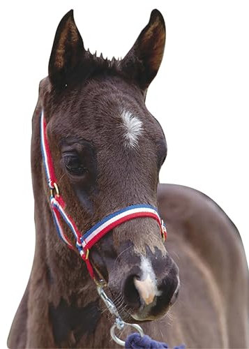 Roma Foal Headcollar, Red/White/Blue, Foal