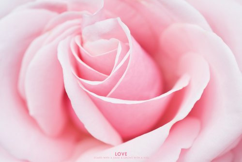 Pyramid International Love, Pink Rose Maxi Poster