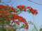 Flammenbaum - Delinox regia - 20 Samen - blühende Exoten