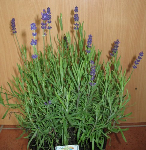 lilablau blühender Lavendel Hidcote Blue im Topf