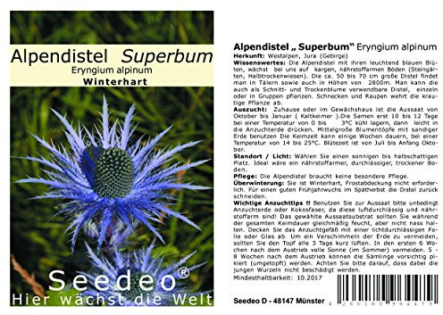 Seedeo® Alpendistel „ Superbum“ (Eryngium alpinum) 30 Samen