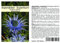 Seedeo® Alpendistel „ Superbum“ (Eryngium alpinum) 30 Samen
