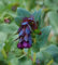 Wachsblume, Große violette - 20 Samen